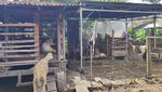 Potret Ternak Kambing Warga Depok, Sebagian Dicuri dan Dijagal di Tempat
