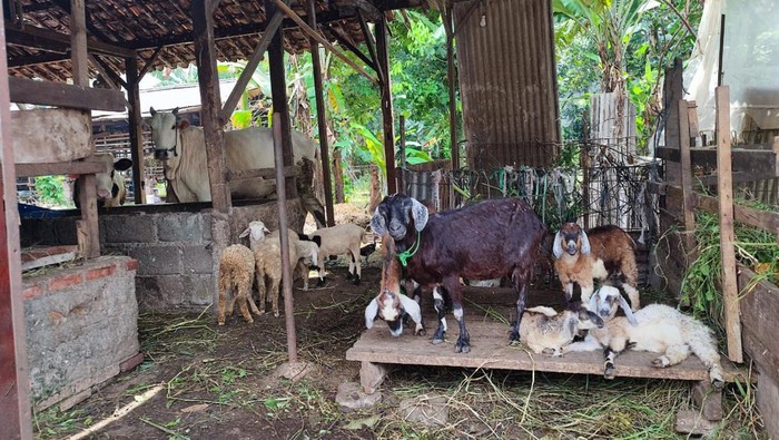 8 ekor kambing milik warga depok dicuri dan dijagal di tempat