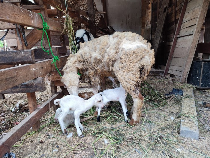 8 ekor kambing milik warga depok dicuri dan dijagal di tempat 8 ekor kambing milik warga depok dicuri dan dijagal di tempat