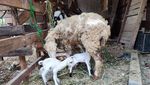 Potret Ternak Kambing Warga Depok, Sebagian Dicuri dan Dijagal di Tempat