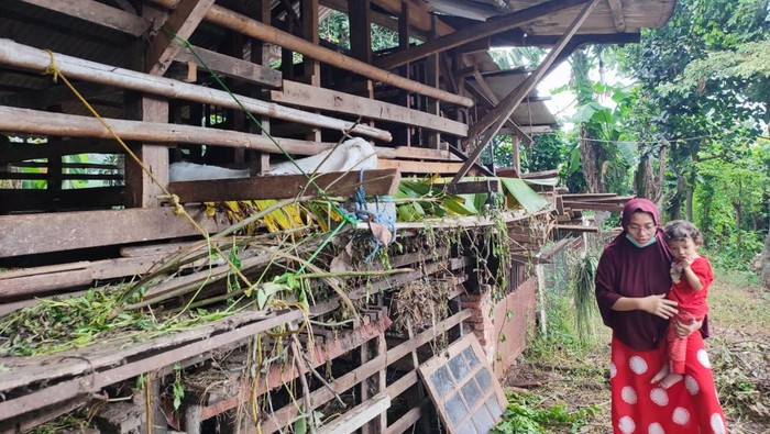 8 ekor kambing milik warga depok dicuri dan dijagal di tempat
