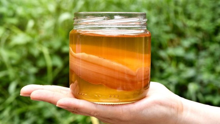 Fakta teh kombucha