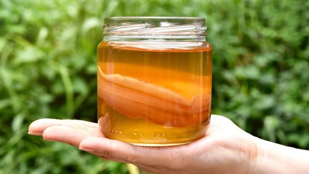 Fakta teh kombucha