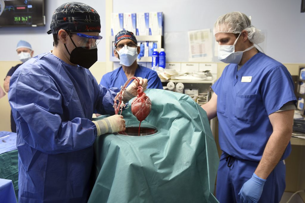 Fakultas Kedokteran Universitas Maryland menunjukkan jantung babi untuk ditransplantasikan ke pasien David Bennett di Baltimore pada Jumat, (7/1/2022). (Mark Teske/University of Maryland School of Medicine via AP)