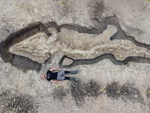 Fosil Naga Laut Ditemukan di Inggris, Bisa Tumbuh Sepanjang 25 Meter