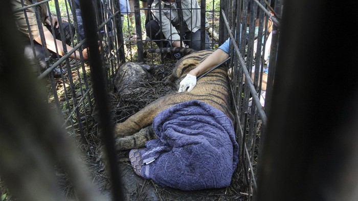 Petugas bersama warga mengangkat perangkap yang berisikan seekor harimau sumatera (Panthera trigis sumatrae) di kawasan Maua Hilir, Nagari Salareh Aia, Kabupaten Agam, Sumatera Barat, Selasa (11/1/2022). Balai Konservasi Sumber Daya Alam (BKSDA) Sumatera Barat mengevakuasi seekor harimau sumatera betina yang diperkirakan berusia 3-5 tahun karena memasuki permukiman warga dan memangsa dua ekor sapi milik warga setempat. ANTARA FOTO/Muhammad Arif Pribadi/Lmo/foc.