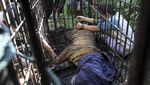 Harimau Sumatera yang Bikin Resah Warga Ditangkap