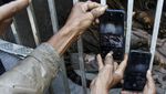 Harimau Sumatera yang Bikin Resah Warga Ditangkap