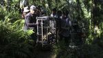 Harimau Sumatera yang Bikin Resah Warga Ditangkap