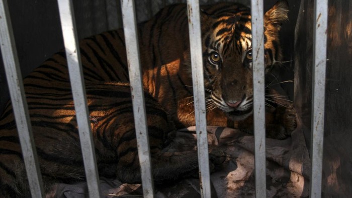 Petugas bersama warga mengangkat perangkap yang berisikan seekor harimau sumatera (Panthera trigis sumatrae) di kawasan Maua Hilir, Nagari Salareh Aia, Kabupaten Agam, Sumatera Barat, Selasa (11/1/2022).  Balai Konservasi Sumber Daya Alam (BKSDA) Sumatera Barat mengevakuasi seekor harimau sumatera betina yang diperkirakan berusia 3-5 tahun karena memasuki permukiman warga dan memangsa dua ekor sapi milik warga setempat. ANTARA FOTO/Muhammad Arif Pribadi/Lmo/foc.