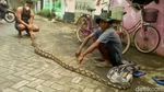 Ngeri! Sanca Kembang 3 Meter Nongol saat Sungai Dibersihkan