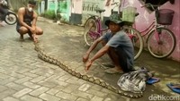 Kepala BPBD Kabupaten Pasuruan Ridwan Harris mengatakan pembersihan sampah untuk memperlancar arus sungai. Penemuan ular itu sedikit membuat petugas dan warga kaget. Sebelumnya ini, ular sejenis kerap ditemukan warga di sungai-sungai besar di Pasuruan. Ular tersebut muncul saat debit air sungai tinggi.