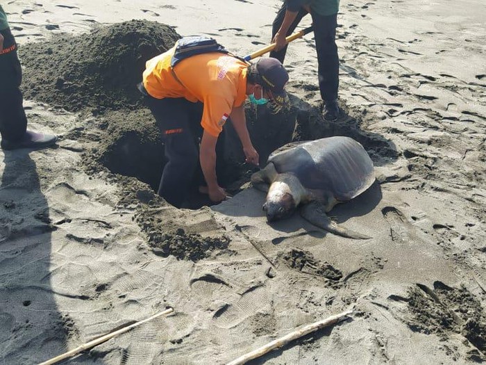 Pemancing temukan bangkai penyu di Pantai Bugel, Kulon Progo, Selasa (11/1/2022).