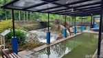 Foto: Onsen Versi Lokal di Kaki Gunung Ijen