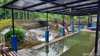 Pemandian Air Panas Blawan merupakan tempat yang istimewa karena air panasnya berasal dari kandungan kawah belerang. (Putu Intan/detikcom)