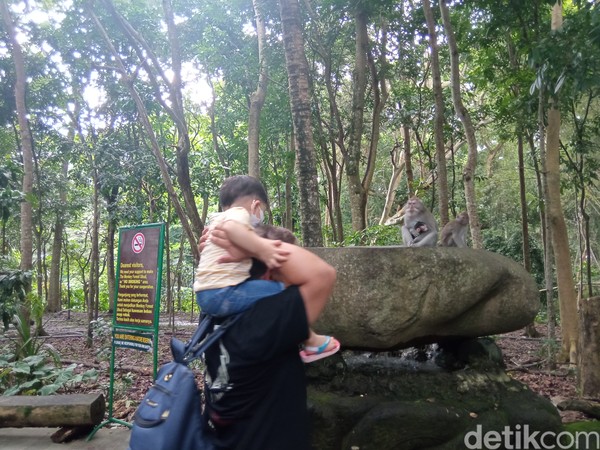 Jangan kaget kalau bertemu meonyet-monyet liar, kamu bisa berfoto asalkan memiliki jarak yang tidak terlalu dekat. (Bonauli/detikcom) Jangan kaget kalau bertemu meonyet-monyet liar, kamu bisa berfoto asalkan memiliki jarak yang tidak terlalu dekat. (Bonauli/detikcom)