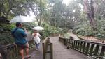 Sacred Monkey, Hutan Monyet Paling Favorit di Ubud