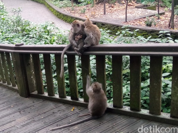 Kamu bisa bertemu dengan kawanan monyet dewasa sampai bayi monyet. (Bonauli/detikcom)