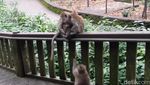 Sacred Monkey, Hutan Monyet Paling Favorit di Ubud
