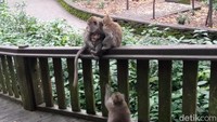 Kamu bisa bertemu dengan kawanan monyet dewasa sampai bayi monyet. (Bonauli/detikcom)