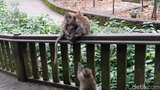 Sacred Monkey Forest, Lihat yang Hijau-hijau Bersama Monyet Lucu