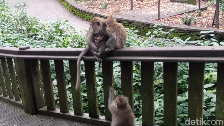 Sacred Monkey Forest Sanctuary di Ubud Sacred Monkey Forest Sanctuary di Ubud