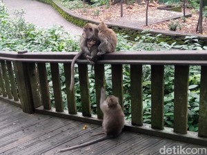 Makan Coklat Bikin Gendut, Ini Fakta Seputar Monyet di Sacred Monkey Forest
