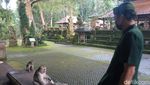 Sacred Monkey, Hutan Monyet Paling Favorit di Ubud