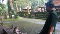 Karena monyet-monyet ini liar, kamu akan selalu bertemu dengan staff yang menjagamu dari monyet nakal. (Bonauli/detikcom)