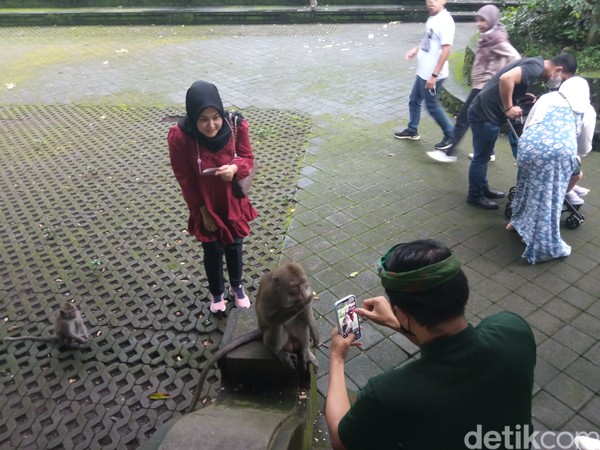 Kalau mau berfoto bersama monyet, harus dengan pengawasan staff ya! (Bonauli/detikcom)
