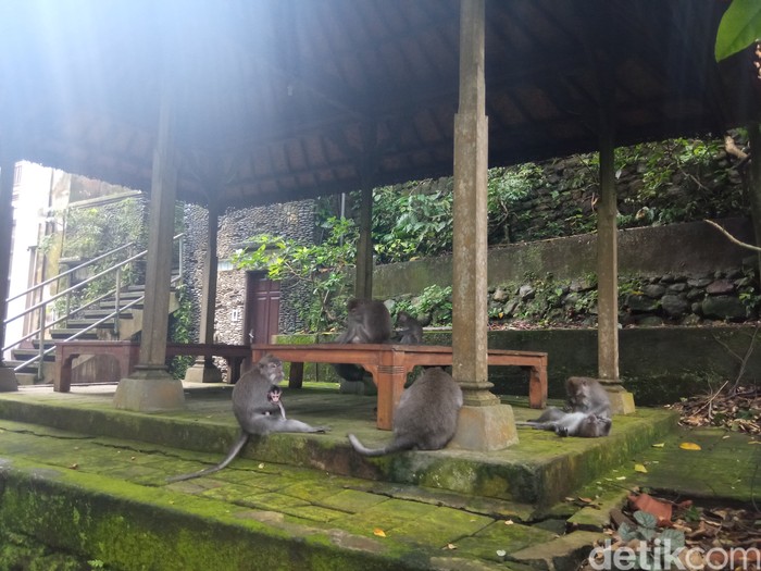 Sacred Monkey Forest Sanctuary di Ubud