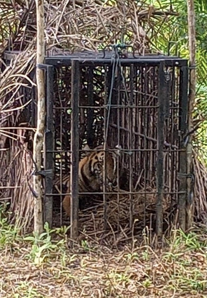Seekor harimau Sumatera ditangkap BKSDA Sumbar karena resahkan warga Agam