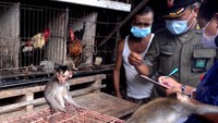 Pemkot Denpasar memastikan satwa itu diperjualbelikan secara ilegal. Selain tidak memiliki surat rekomendasi, kera ekor panjang yang dibawa dari Gilimanuk, Kabupaten Jembrana, ini tidak memiliki surat keterangan asal, surat keterangan karantina, dan kartu vaksinasi rabies.