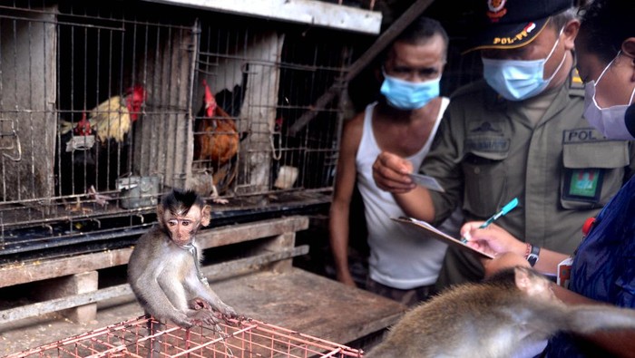 Petugas memeriksa kondisi monyet ekor panjang (Macaca fascicularis) yang dijual warga saat sidak perdagangan satwa liar di kawasan Pasar Satria, Denpasar, Bali, Selasa (11/1/2022). Dalam sidak tersebut petugas gabungan menemukan pedagang yang melakukan perdagangan satwa liar seperti monyet ekor panjang yang dijual dengan harga sekitar Rp400 ribu. ANTARA FOTO/Fikri Yusuf/foc.