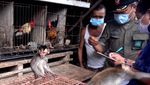 Kasihan, 7 Kera Ekor Panjang Ini Dijual Ilegal di Bali