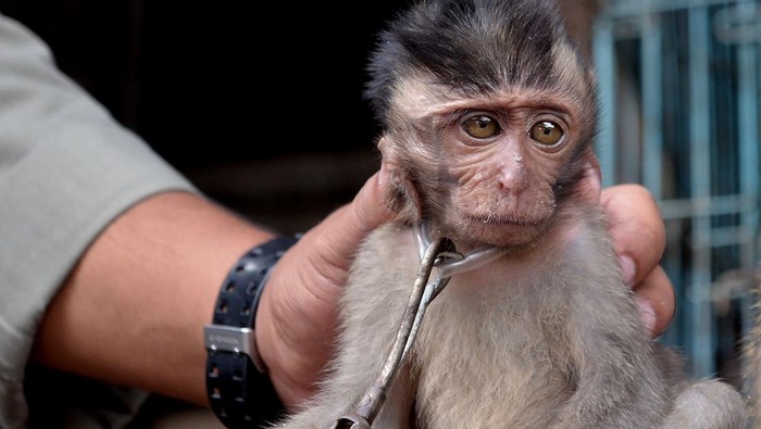 Petugas memeriksa kondisi monyet ekor panjang (Macaca fascicularis) yang dijual warga saat sidak perdagangan satwa liar di kawasan Pasar Satria, Denpasar, Bali, Selasa (11/1/2022). Dalam sidak tersebut petugas gabungan menemukan pedagang yang melakukan perdagangan satwa liar seperti monyet ekor panjang yang dijual dengan harga sekitar Rp400 ribu. ANTARA FOTO/Fikri Yusuf/foc.