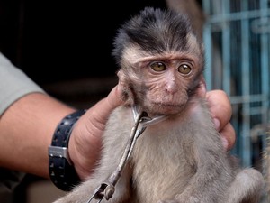 Pelaku Penyiksaan Bayi Monyet di Tasikmalaya Dianggap Sakit Jiwa