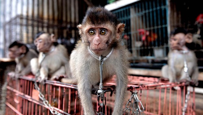 SIDAK PERDAGANGAN SATWA LIAR Petugas memeriksa kondisi monyet ekor panjang (Macaca fascicularis) yang dijual warga saat sidak perdagangan satwa liar di kawasan Pasar Satria, Denpasar, Bali, Selasa (11/1/2022). Dalam sidak tersebut petugas gabungan menemukan pedagang yang melakukan perdagangan satwa liar seperti monyet ekor panjang yang dijual dengan harga sekitar Rp400 ribu. ANTARA FOTO/Fikri Yusuf/foc.
