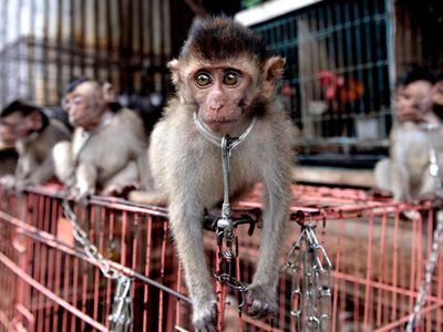 Kasihan, 7 Kera Ekor Panjang Ini Dijual Ilegal di Bali