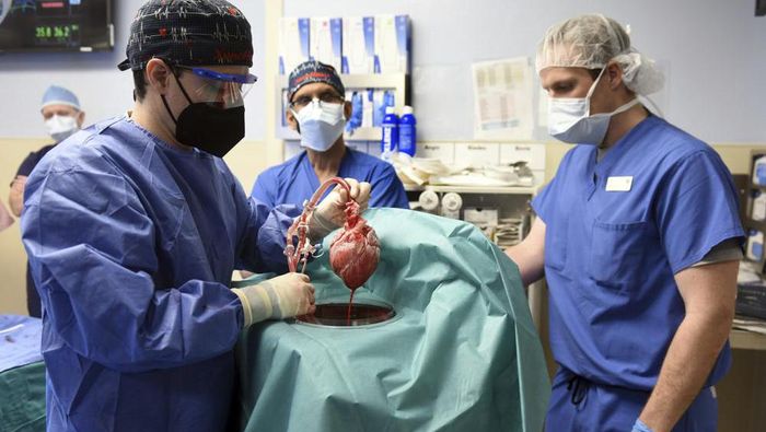 Transplantasi jantung babi ke manusia