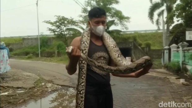 ular sanca di pasuruan