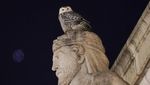 Potret Burung Hantu Langka yang Muncul di Washington DC