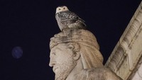 Akhir pekan lalu, banyak orang yang berkumpul untuk memotret aksi si burung hantu. Kala itu, dia sedang bertengger di kepala patung Archimedes. (Carolyn Kaster/AP)