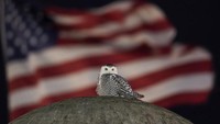 Sejak awal Januari, seekor burung hantu langka terlihat di sekitar lingkungan Capitol Hill Washington. Dia mendarat di tempat ikonik, seperti Union Station, Museum Pos Nasional, dan Markas Besar Capitol (Carolyn Kaster/AP)