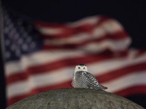 Langka! Sejak Awal Januari, Burung Hantu Salju Muncul di Washington DC!