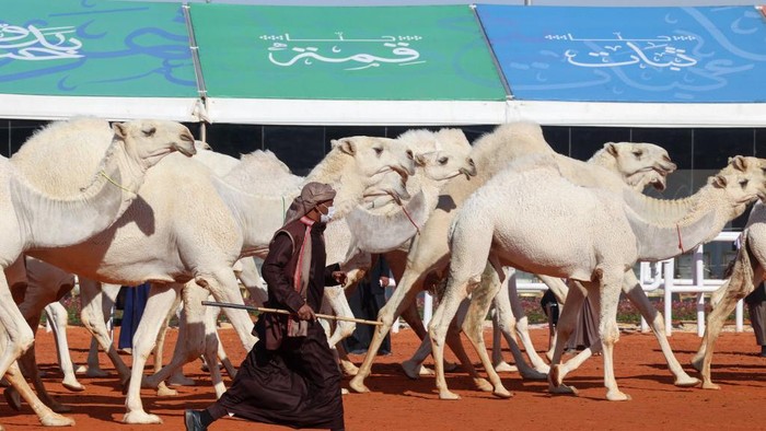 Saudi handlers showcase their camels in a parade during the sixth edition of the King Abdulaziz Camel Festival in the Rumah region, some 161Km east of the capital Riyadh, on January 8, 2022. - The festival introduced a round for women camel owners, allowing them for the first time to showcase their animals in a beauty contest. (Photo by Fayez Nureldine / AFP)