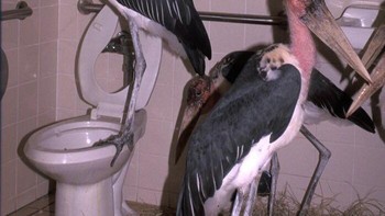 Ketika toilet dikepung oleh burung. Foto: Twitter.com/cursedimage
