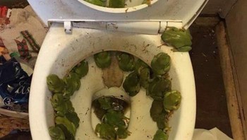 Toilet diserbu katak. Foto: Twitter.com/cursedimage