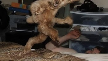 Anjing yang imut terabadikan seperti monster. Foto: Twitter.com/cursedimage