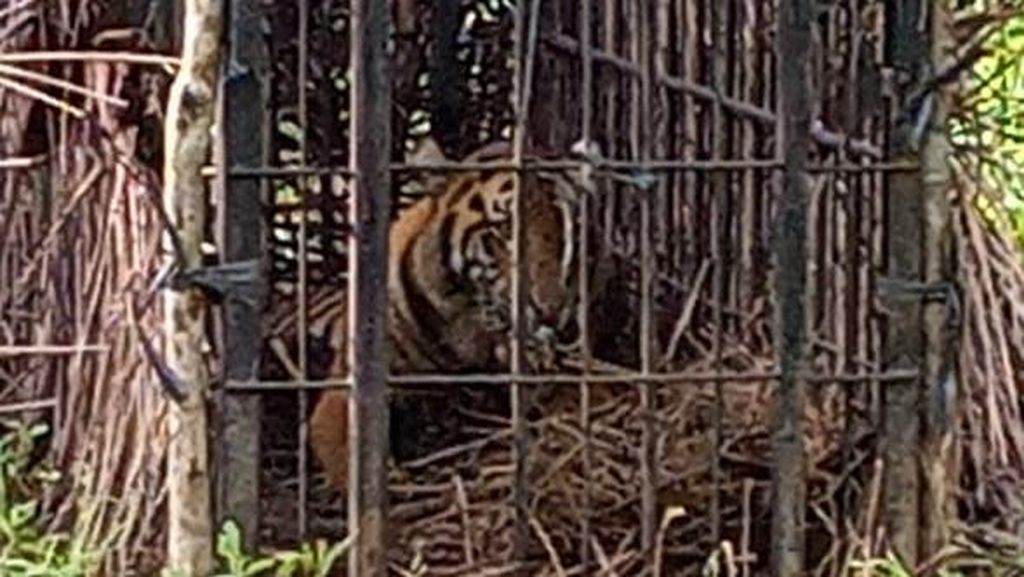 Harimau Sumatra Diselamatkan, Kini Diobservasi di Pusat Rehabilitasi